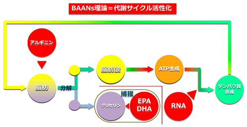 BAANs理論＝代謝サイクル活性化